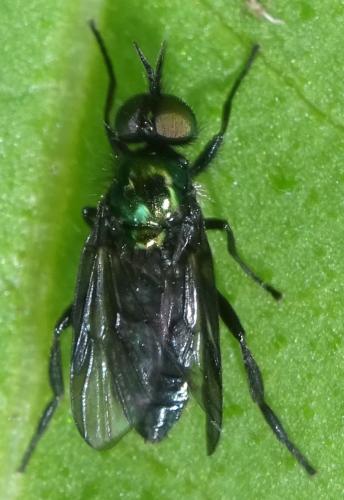 Réf. 354 705 : Actina chalybea